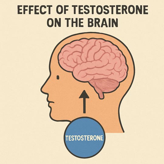 Drawing showing a connection between the brain and testosterone.
